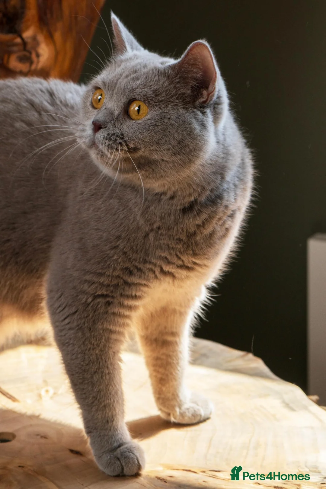 British Shorthair cats for sale: Handsome BSH Blue Golden Ticked (ay 25) - Male - Advert 2