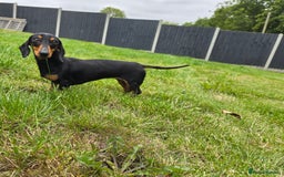 Miniature Dachshund dogs for sale: Loving, Happy Girl looking for loving home  - Image 3