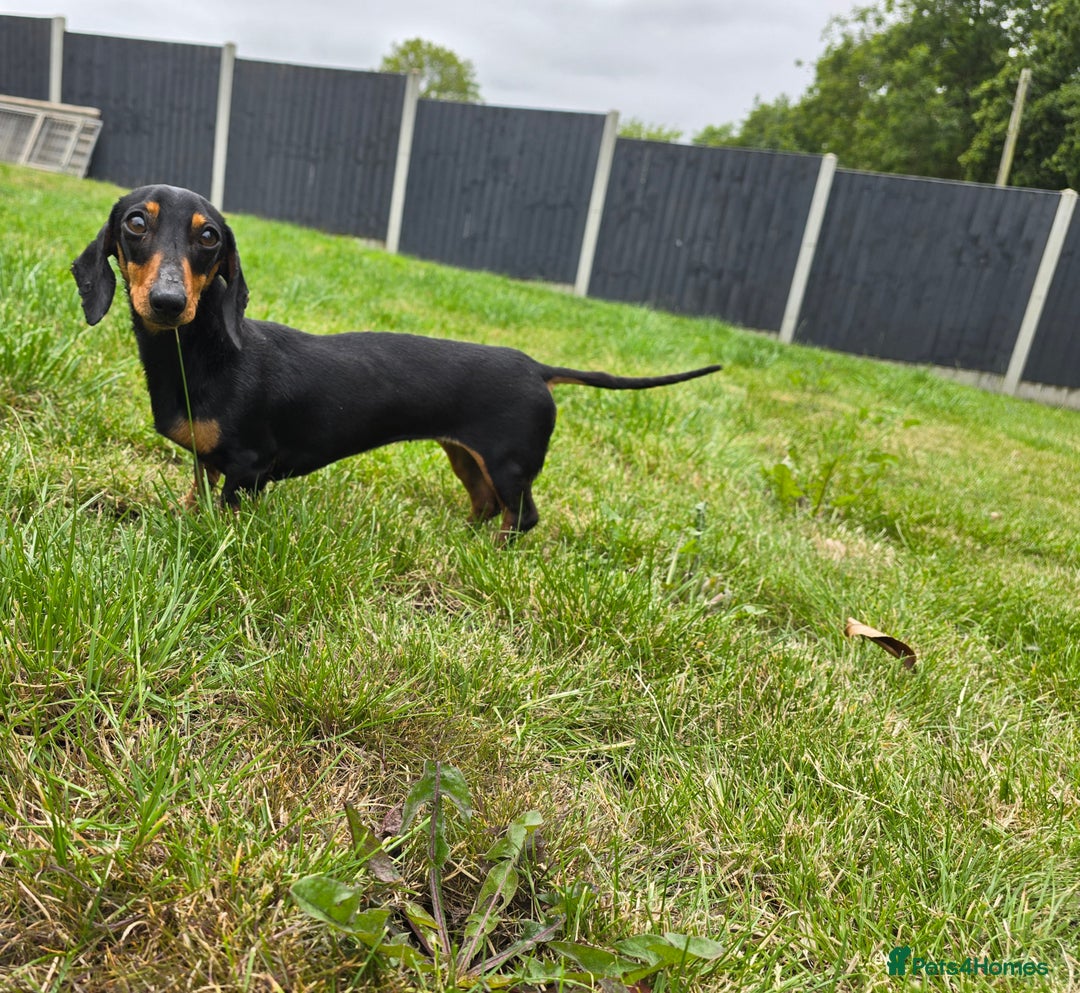 Miniature Dachshund dogs for sale: Loving, Happy Girl looking for loving home  - Image 3