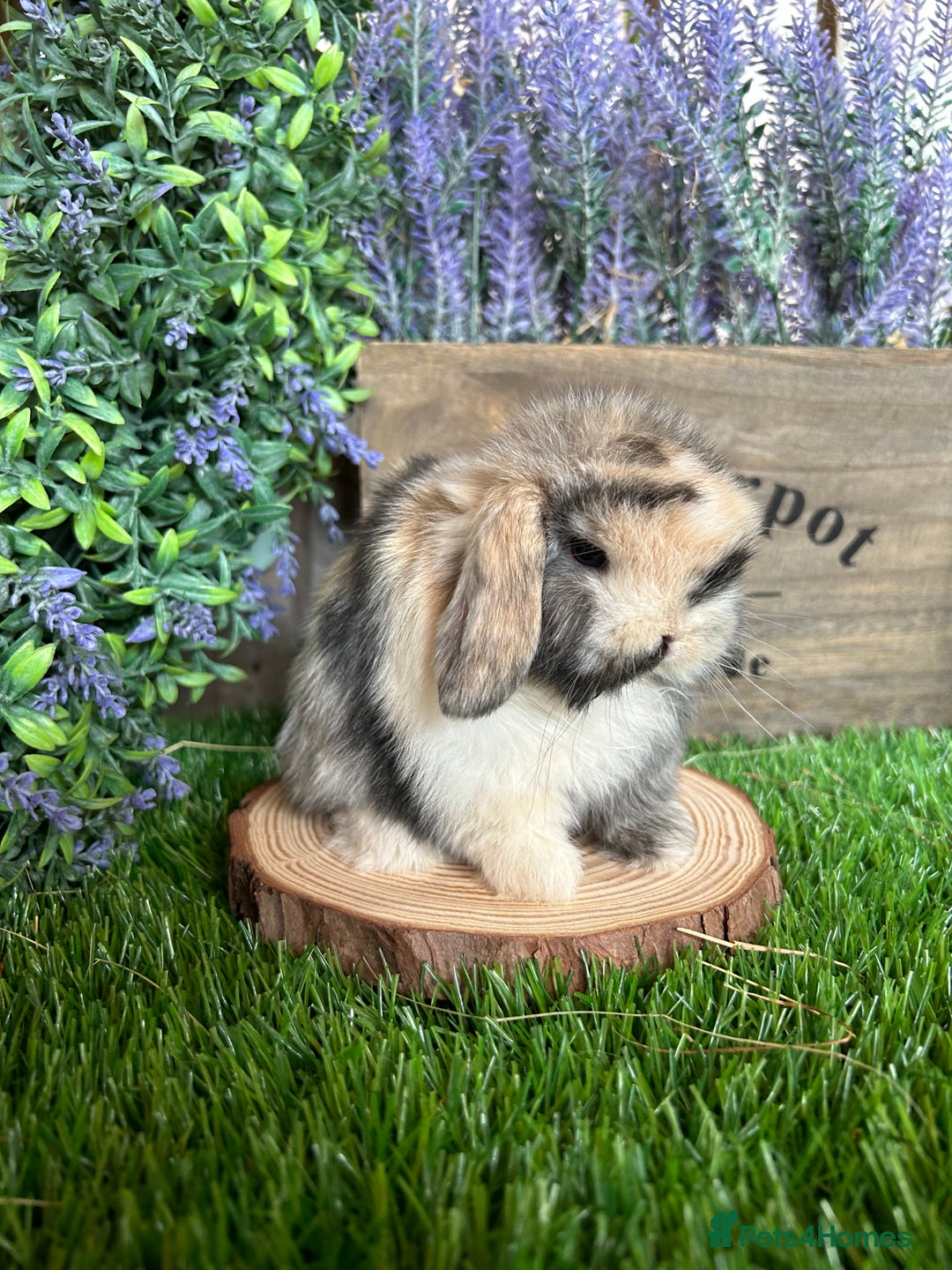 Mini Lop rabbits for sale: ⭐️ FRIENDLY PUREBRED MINI LOP BUNNIES ⭐️ - Image 25