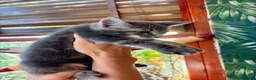 Maine Coon cats for sale: Maine Coon X kittens  - Advert 6