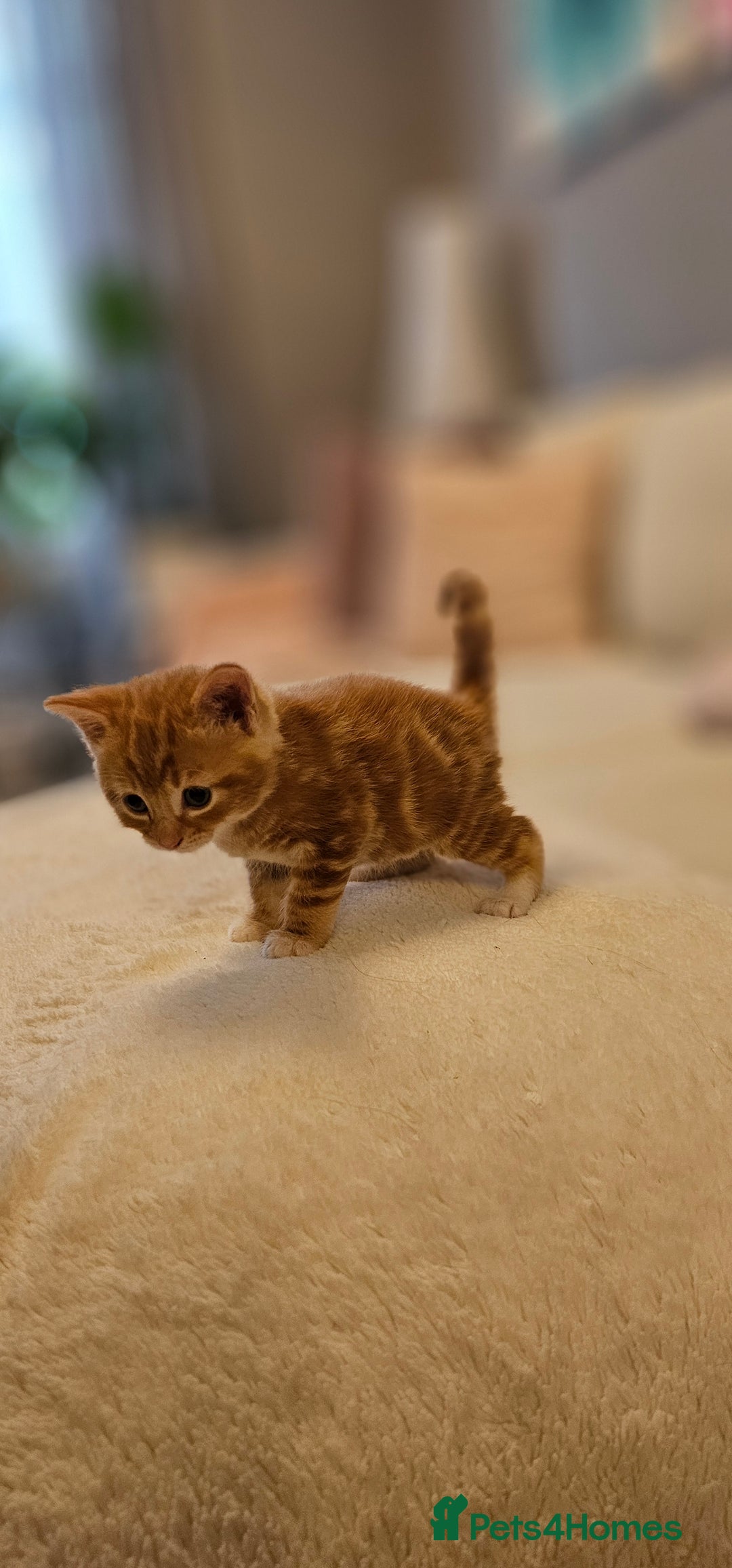Domestic Shorthair cats for sale: 4 Adorable boys Looking for a Loving Home - Image 7