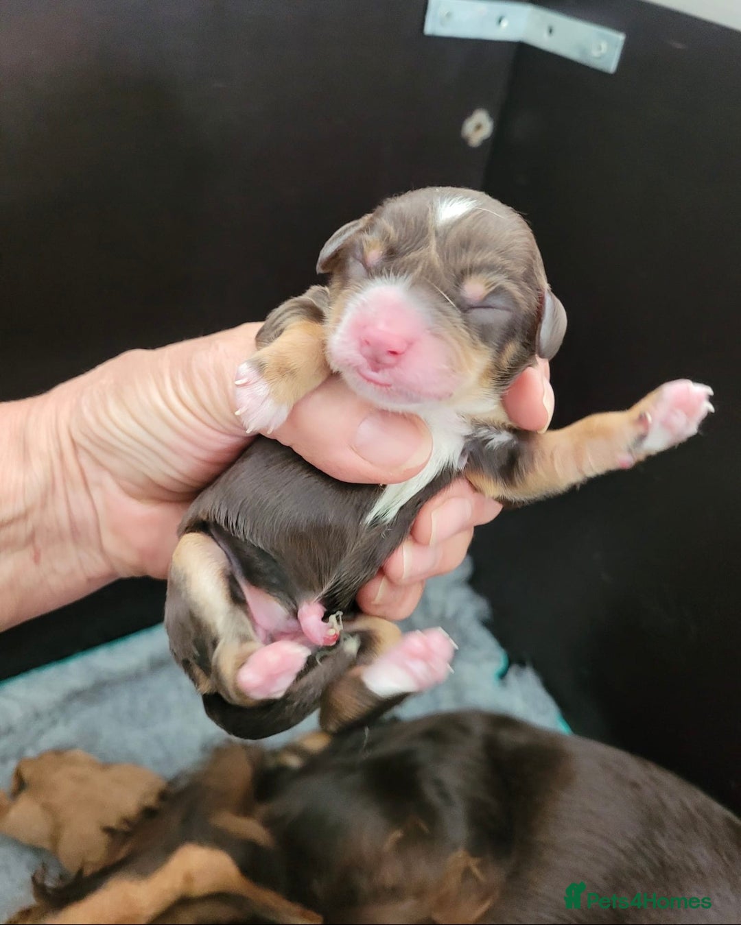 Toy Poodle dogs for stud: GRANDSON OF RICO! Health tested KC Toy Poodle Stud in Middlesbrough - Advert 10