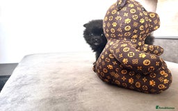 Pomsky dogs for sale: 3 girl pomskys for sale!  - Image 2