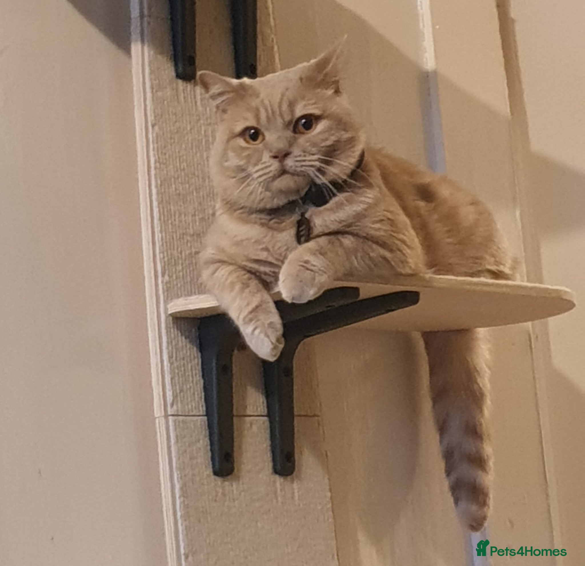 British Shorthair cats for sale: Adorable Cream British Shorthair Lad - Advert 3