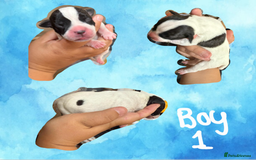 Staffordshire Bull Terrier dogs for sale: Staffie Pups - Image 2