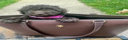 Cockapoo dogs for sale: cockapoo-poo puppy  in Walton-on-Thames - Advert 4