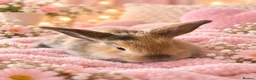 Mixed Breed rabbits for sale: Beautiful baby bunnies for sale  - Advert 2