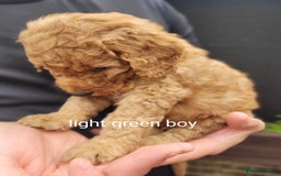 Labradoodle dogs for sale:  Apricot Doodle labradoodles - Image 19