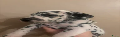 Dalmatian Puppy 2