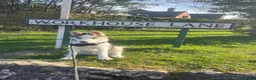 Siberian Husky dogs for sale: Siberian Husky Puppy Boy in Hastings - Advert 4