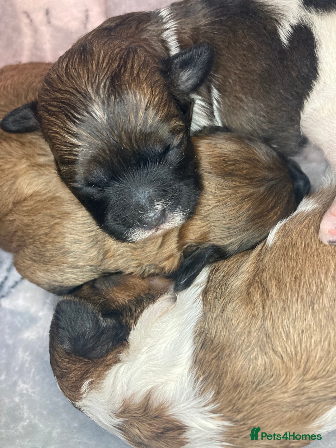 Shihpoo dogs for sale: Read the advert 5 star rated Toy shihpoo puppies - Image 29