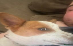 Jack Russell dogs for sale: Toby  - Image 4