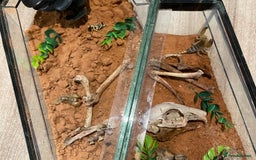 Scorpions invertebrates for sale: Golden desert scorpions in Lingfield - Image 1