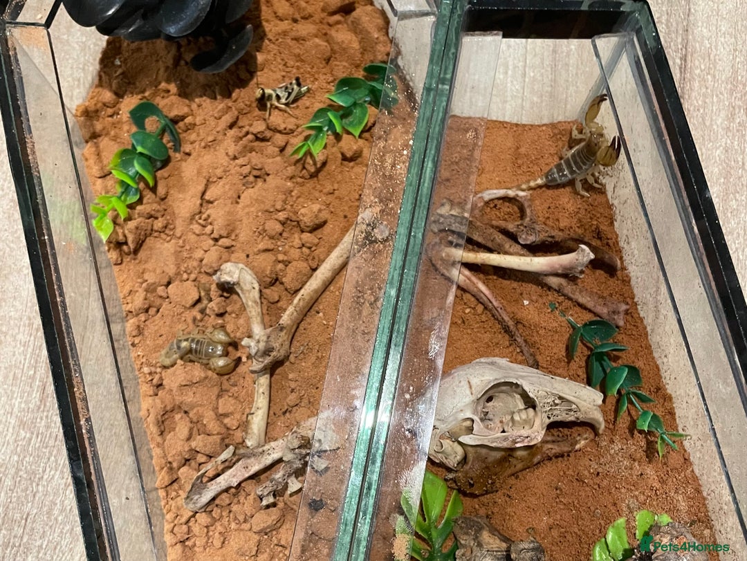Scorpions invertebrates for sale: Golden desert scorpions in Lingfield - Image 1