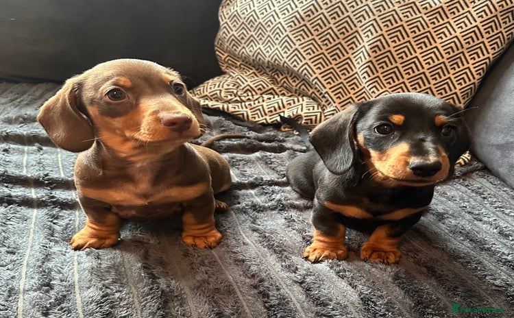 Miniature Dachshund dogs - Advert 1