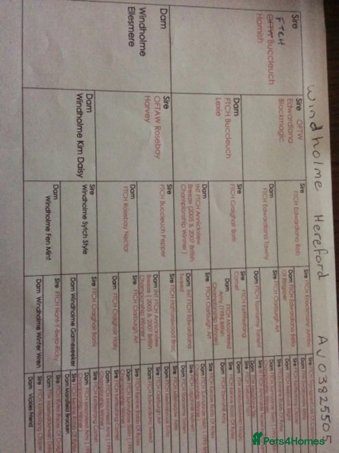 English Springer Spaniel dogs for stud: At stud dna health tested proven liver and white in Chesterfield - Advert 3