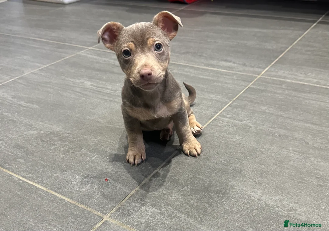 Jack Russell dogs for sale: REDUCED Jack Russel puppies  - Advert 2