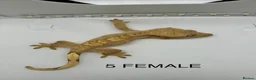 Gecko reptiles for sale: CRESTED GECKOS FOR SALE MALE AND FEMALE - Advert 13