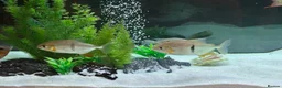 Other/Mixed Breed fish for sale: Tropical fish  in Hornchurch - Advert 4