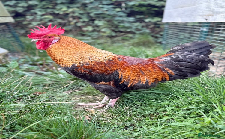 Chickens poultry - Advert 3