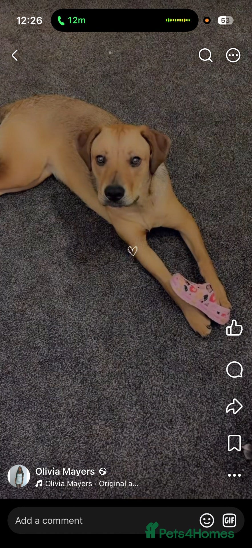 Mixed Breed dogs This is bo  - Advert 7