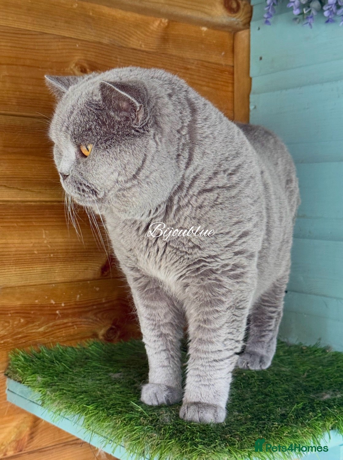 British Shorthair cats ⭐️ Russian Imported Stud ⭐️ - Advert 2