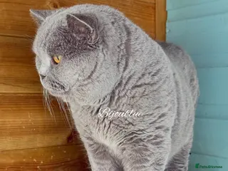 British Shorthair cats โญ๏ธ Russian Imported Stud โญ๏ธ - Advert 2