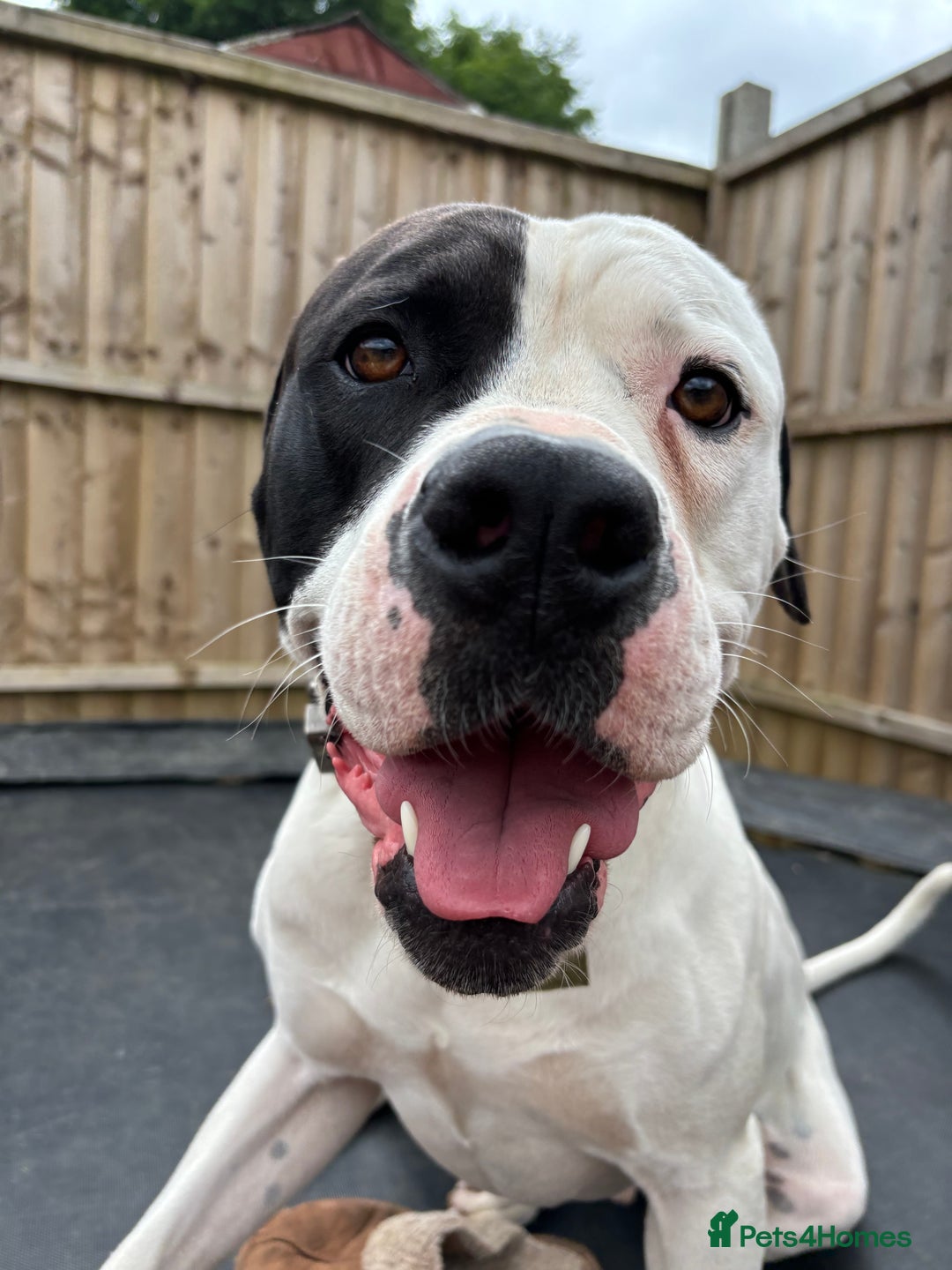 American Bulldog dogs for sale: Albie the American bulldog  - Advert 6