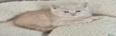Darker Cream male