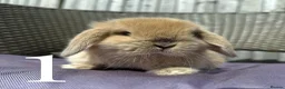 Mini Lop rabbits for sale: Beautiful Mini Lop baby rabbits boy and girl - Advert 2