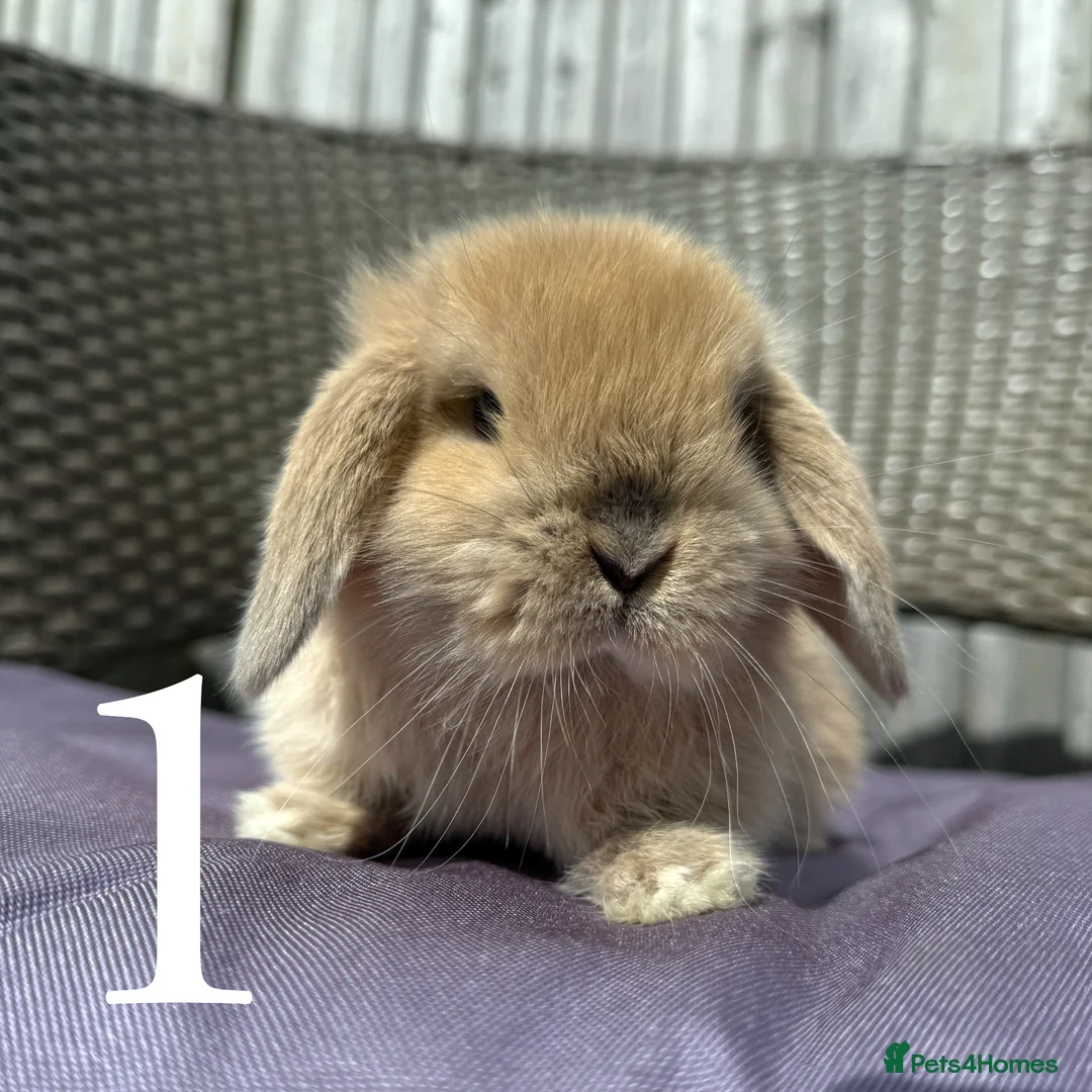 Mini Lop rabbits for sale: Beautiful Mini Lop baby rabbits boy and girl - Advert 2