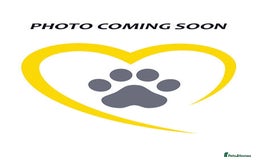 Siberian Husky dogs for sale: Husky Puppies Looking for Their Forever Homes!  - Image 1