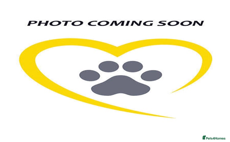 Siberian Husky dogs - Advert 1