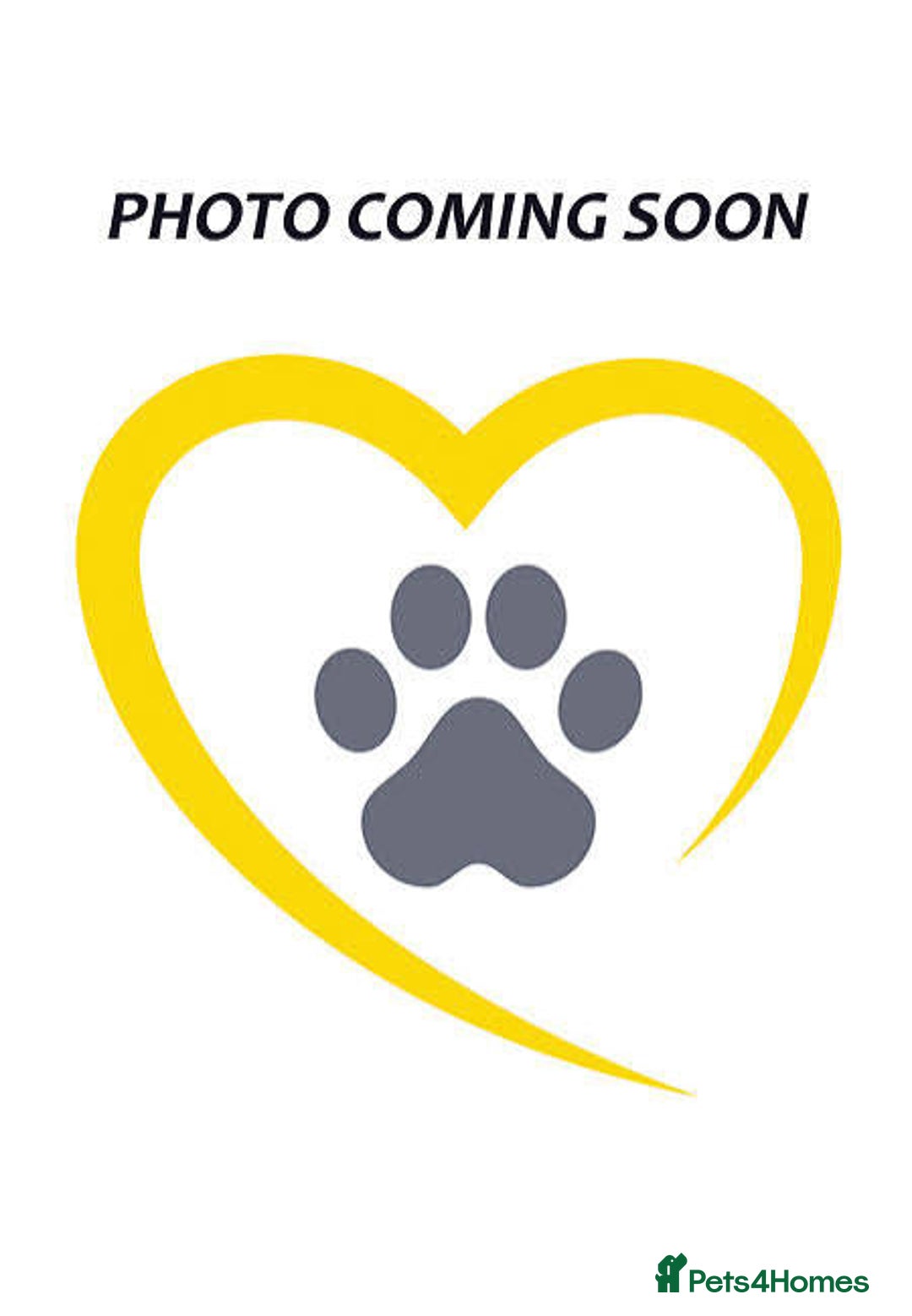 Siberian Husky dogs for sale: Husky Puppies Looking for Their Forever Homes!  - Image 1