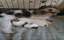 Havanese dogs for sale: Havanese dumpling) - Image 6