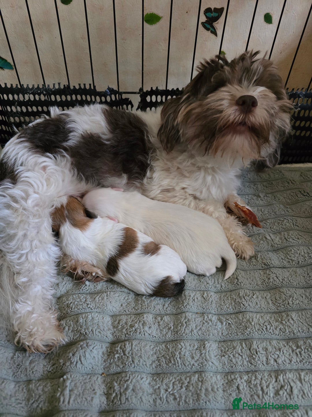Havanese dogs for sale: Havanese dumpling) - Image 6