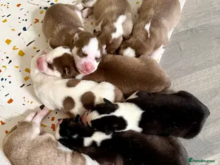 Siberian Husky dogs Beautiful blue-eyed Siberian Husky Puppies - Advert 14