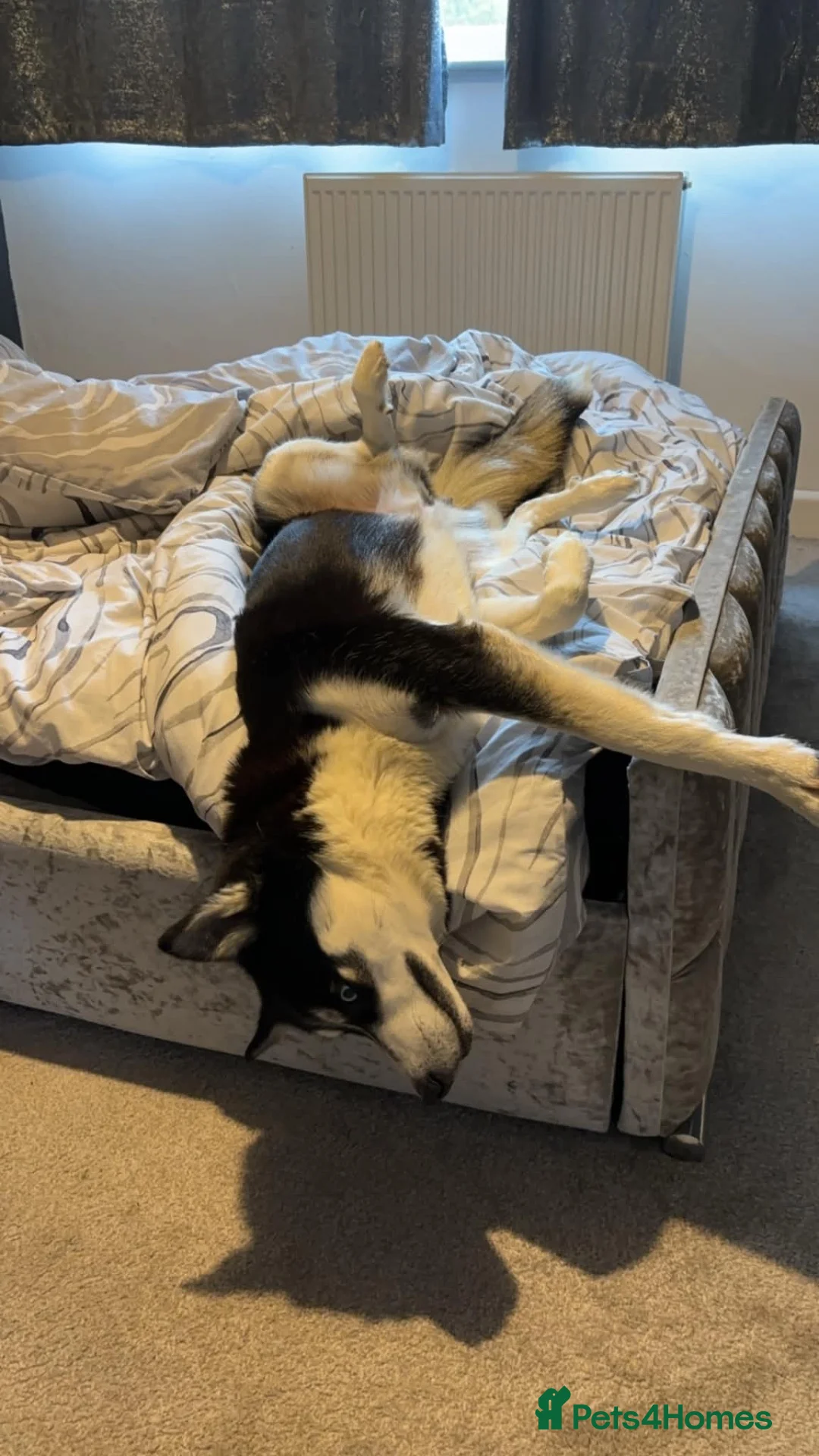 Siberian Husky dogs for sale: 4 year old Female Husky - Advert 6