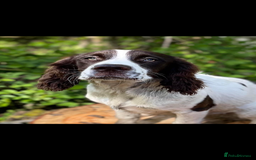 Sprocker dogs for sale: Sprocker Puppies Due - Image 4
