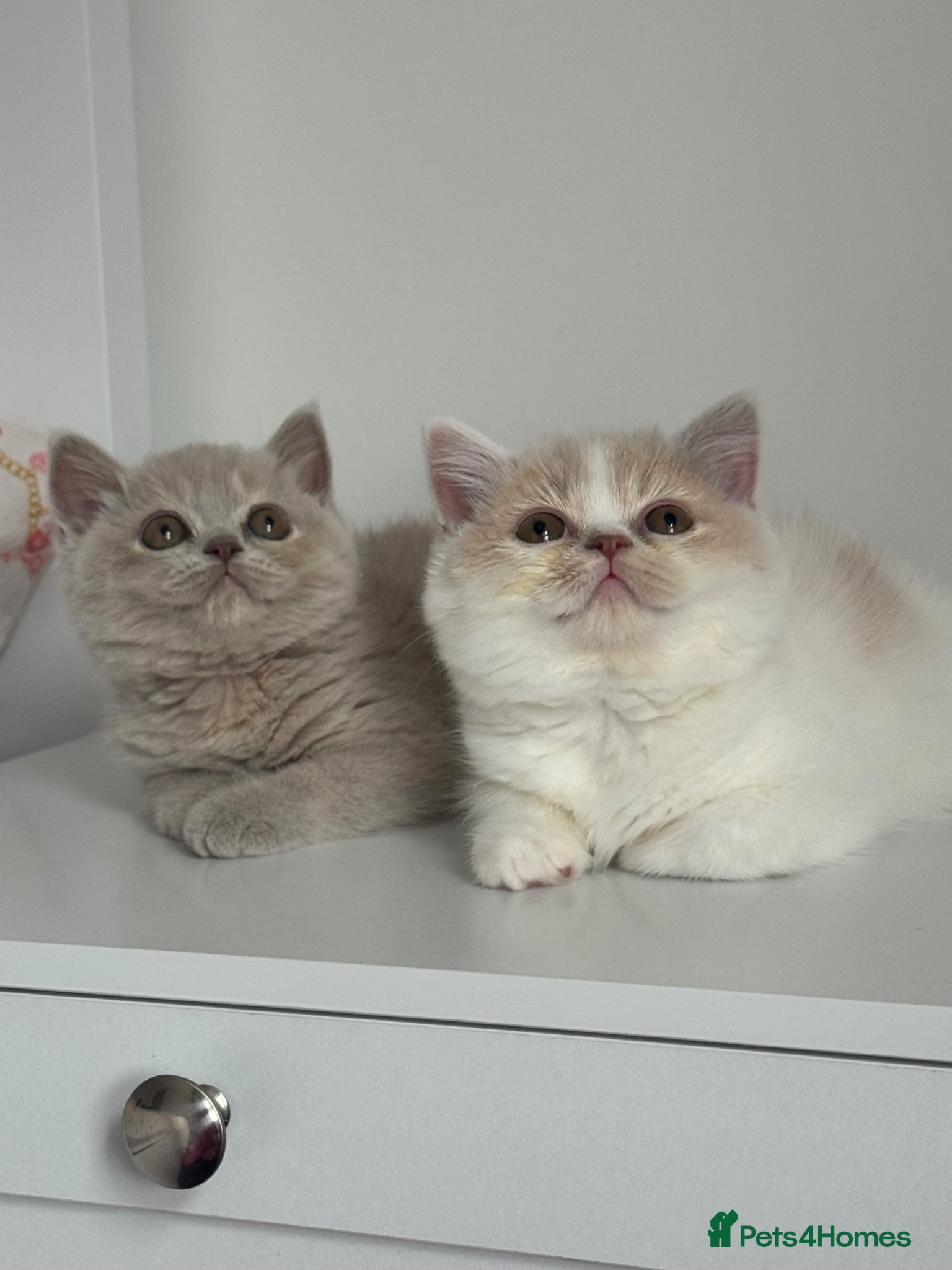 British Shorthair cats for sale: Tica reg Supreme Grand Ch and CH female kittens  - Advert 11