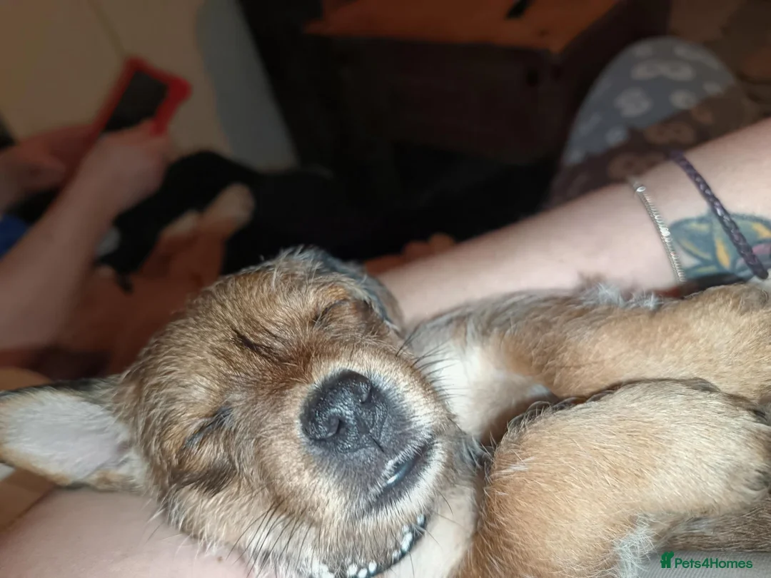 Mixed Breed dogs for sale: Puppies mixed breed ready 2nd of November  - Advert 12
