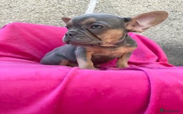 French Bulldog dogs for sale: 🔥READY TODAY Quality KC French Bulldog Puppies✨🔥 - Image 33