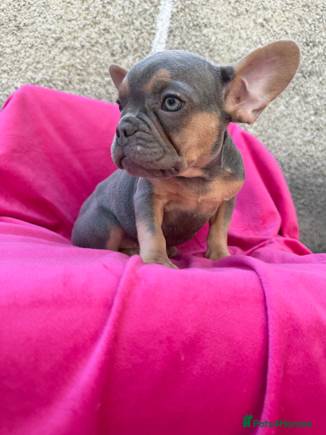 French Bulldog dogs for sale: 🔥READY TODAY Quality KC French Bulldog Puppies✨🔥 - Image 33