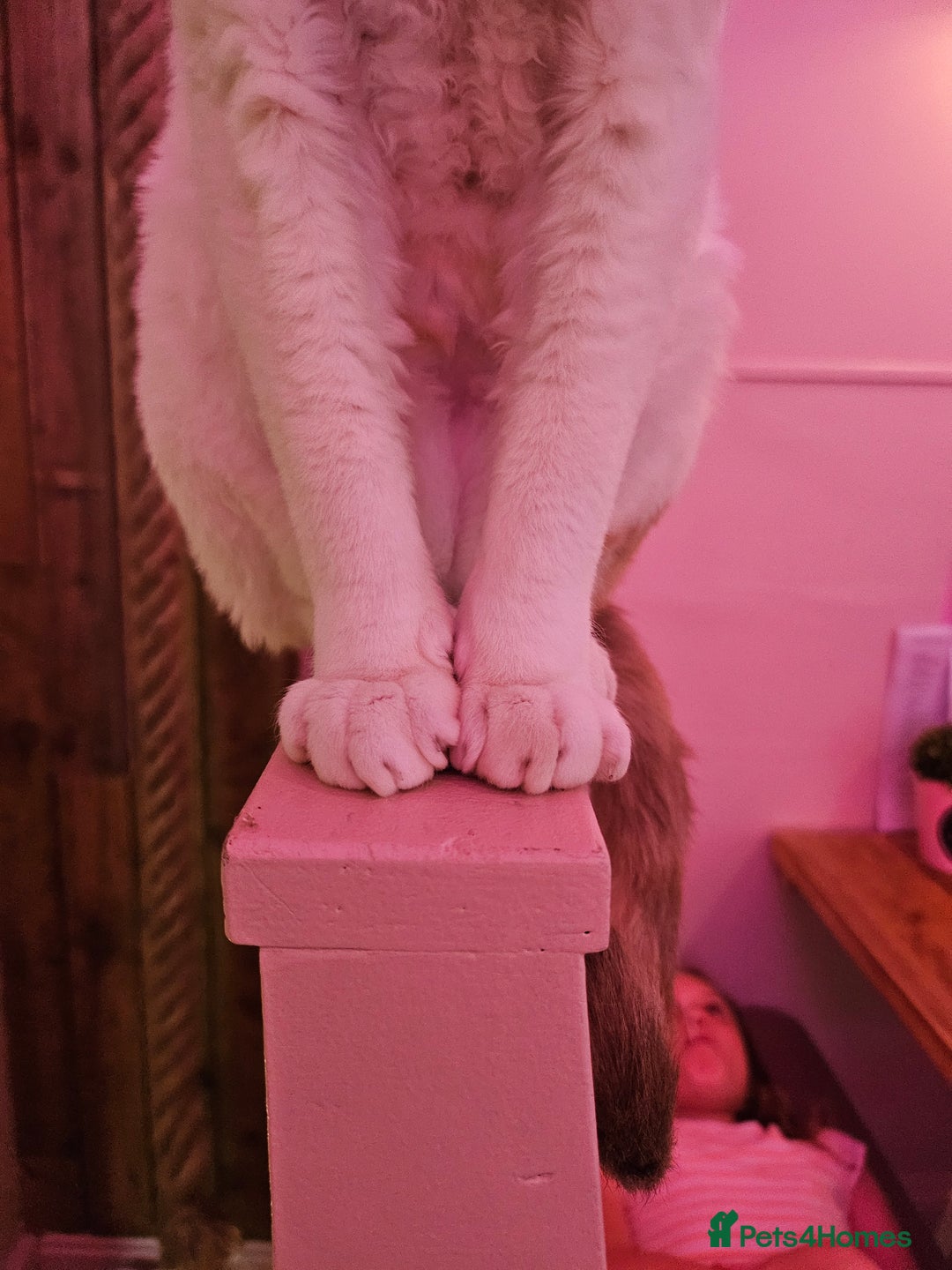 Devon Rex cats for sale: Super affectionate and friendly girl - Image 3