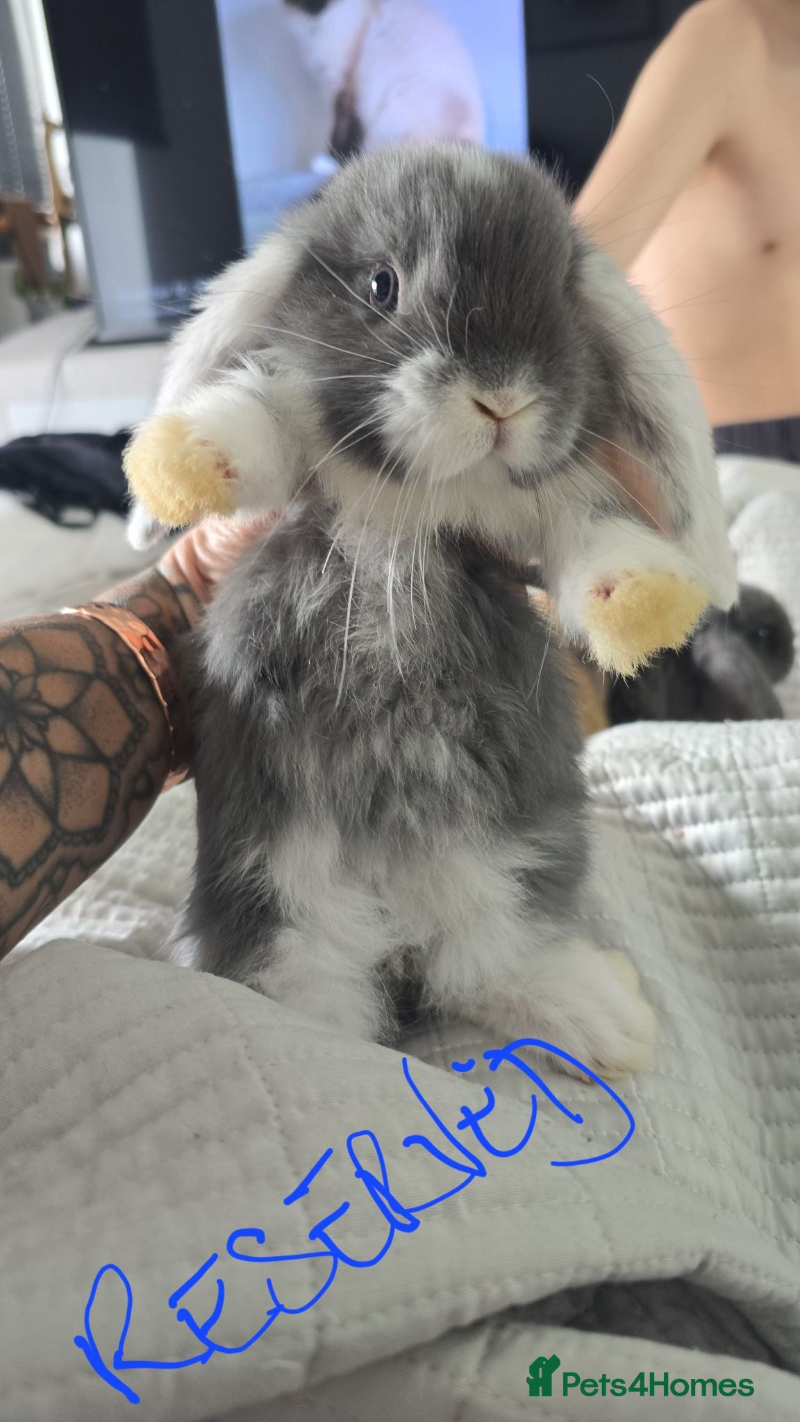 French Lop rabbits A Total of 8 Large French Lops - Advert 1