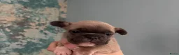 French Bulldog dogs for sale: Stunning Litter of French Bulldog Puppies - Advert 8