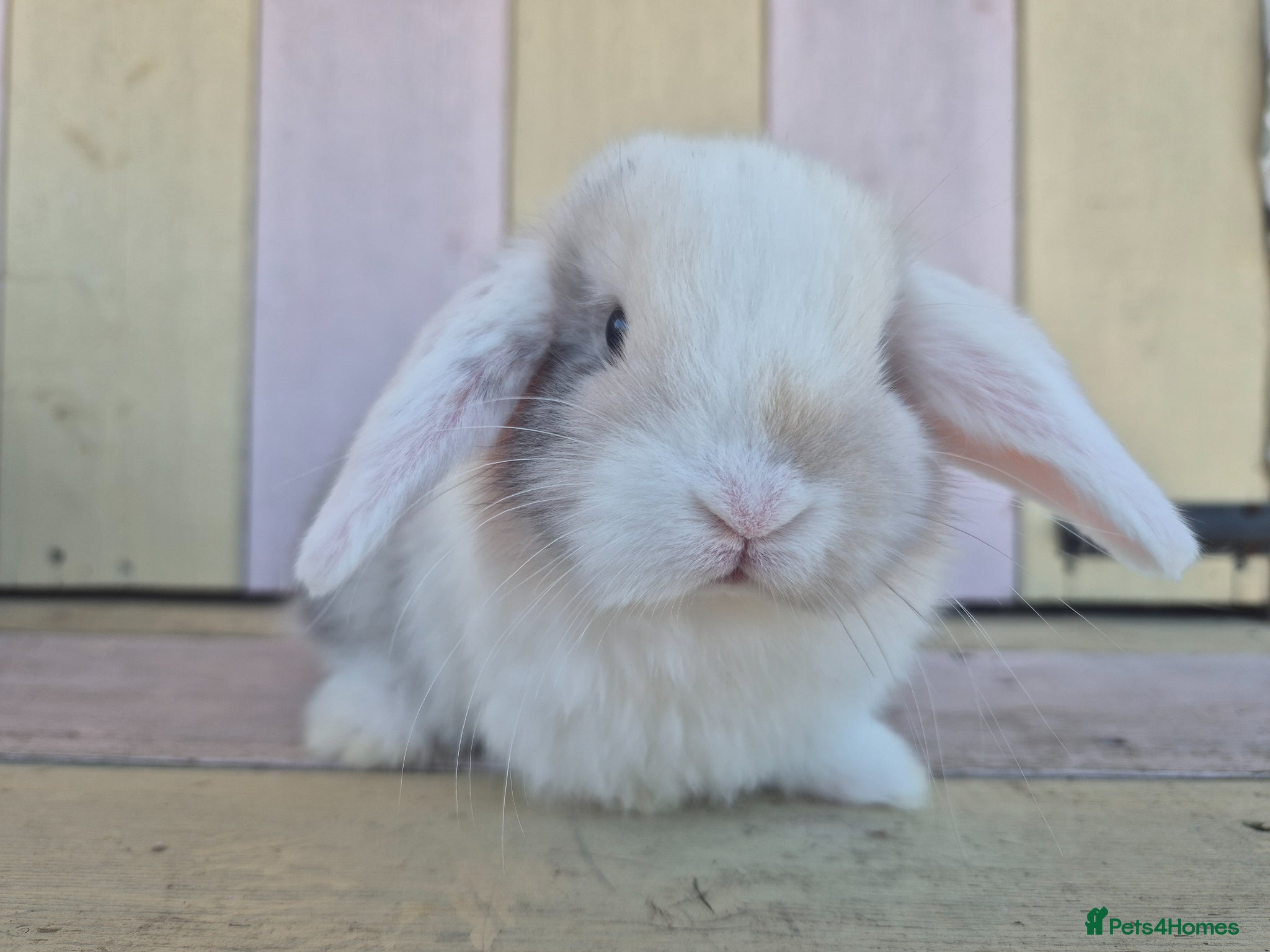Mini Lop rabbits 🧡Gorgeous and friendly mini lop girl🧡 - Advert 2
