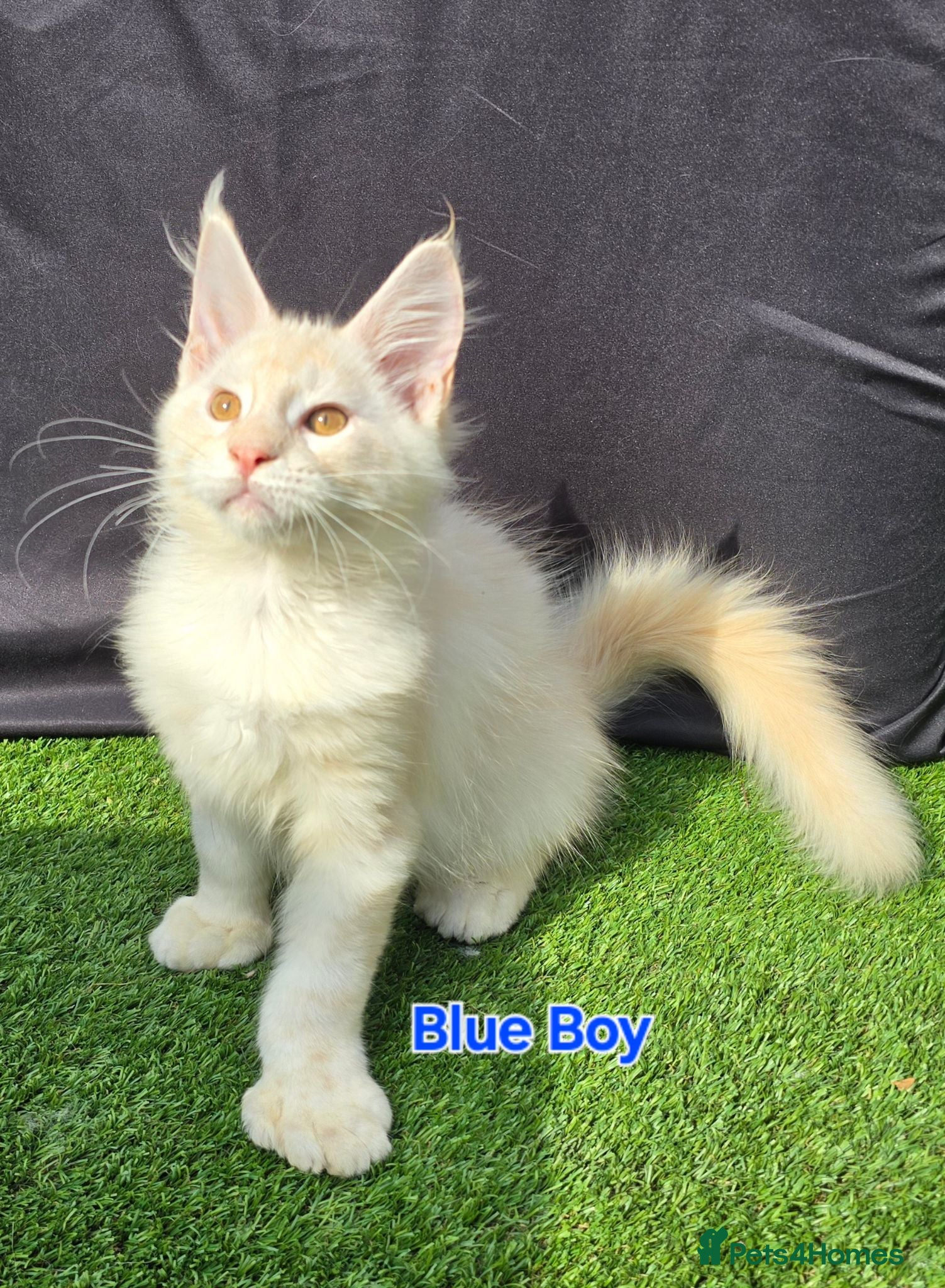 Maine Coon cats Ready now-Tica Maine Coon Kittens  - Advert 10