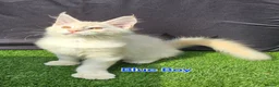 Maine Coon cats for sale: Ready now-Tica Maine Coon Kittens  - Advert 5